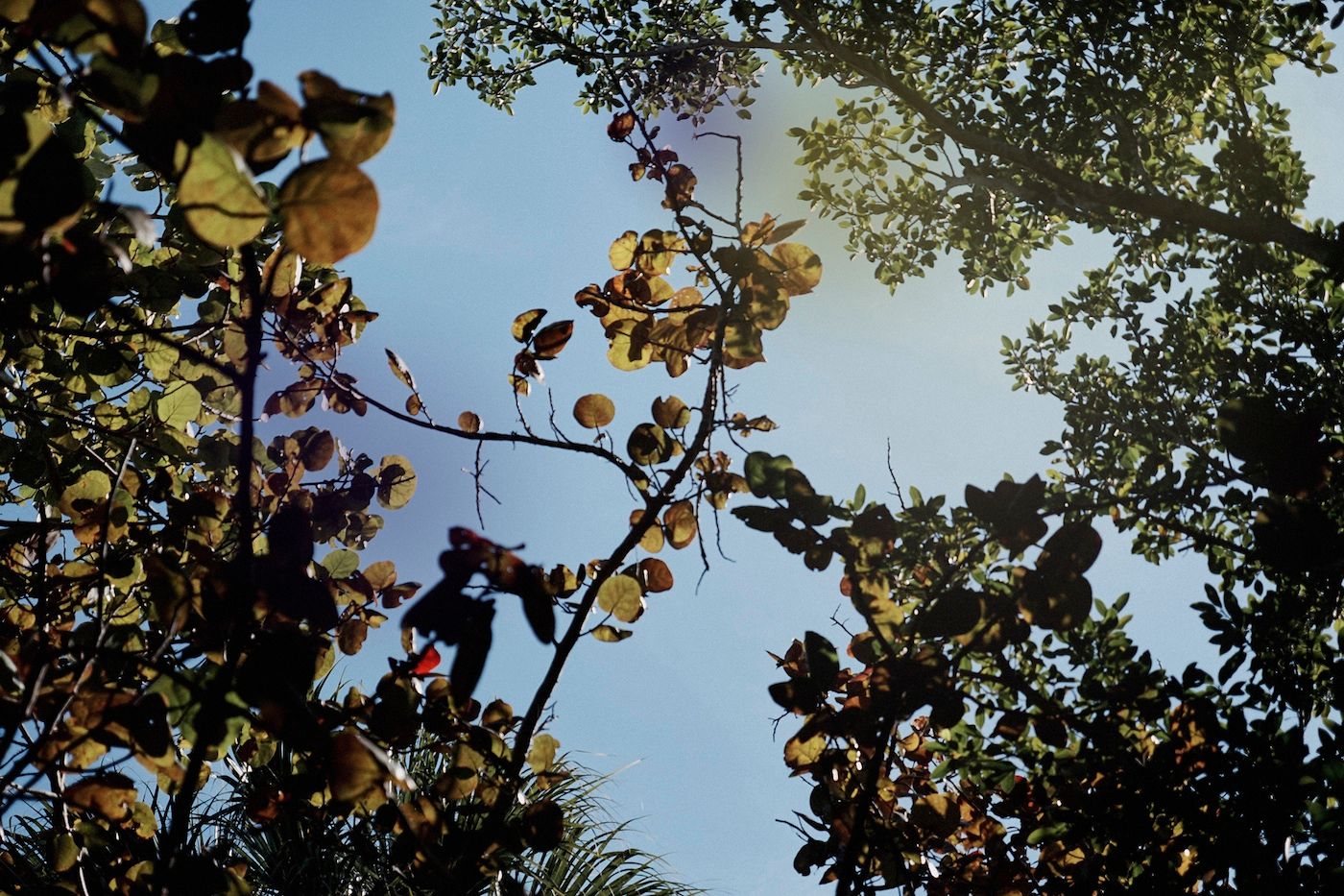 Art Between Censorship And Complicity