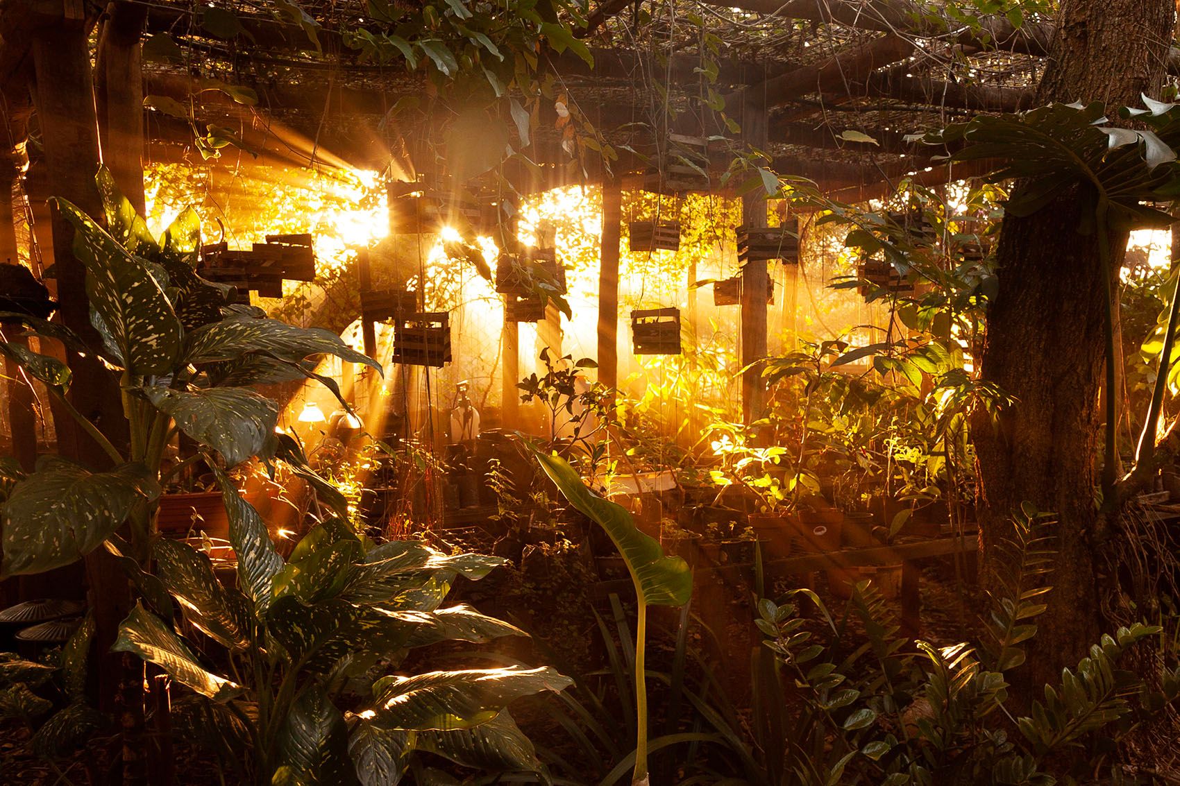 Golden sunbeams illuminate a lush, verdant greenhouse with hanging planters.