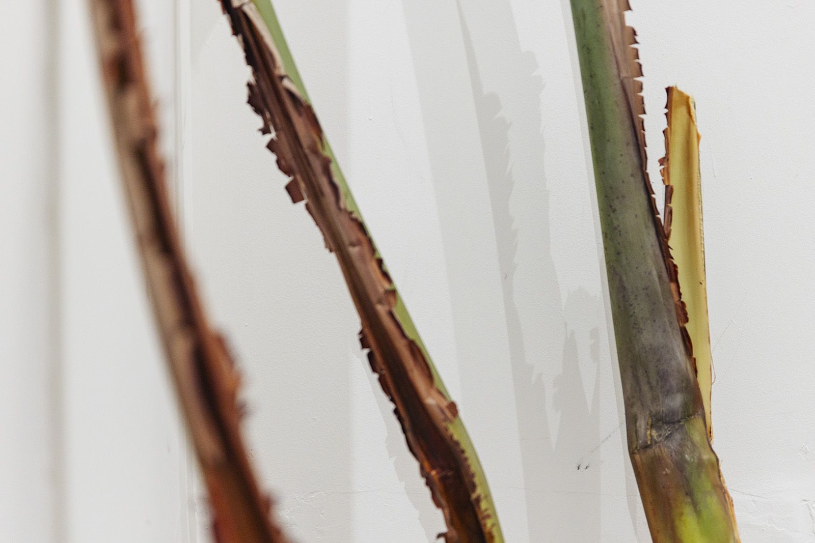 Art and Identity in the Caribbean