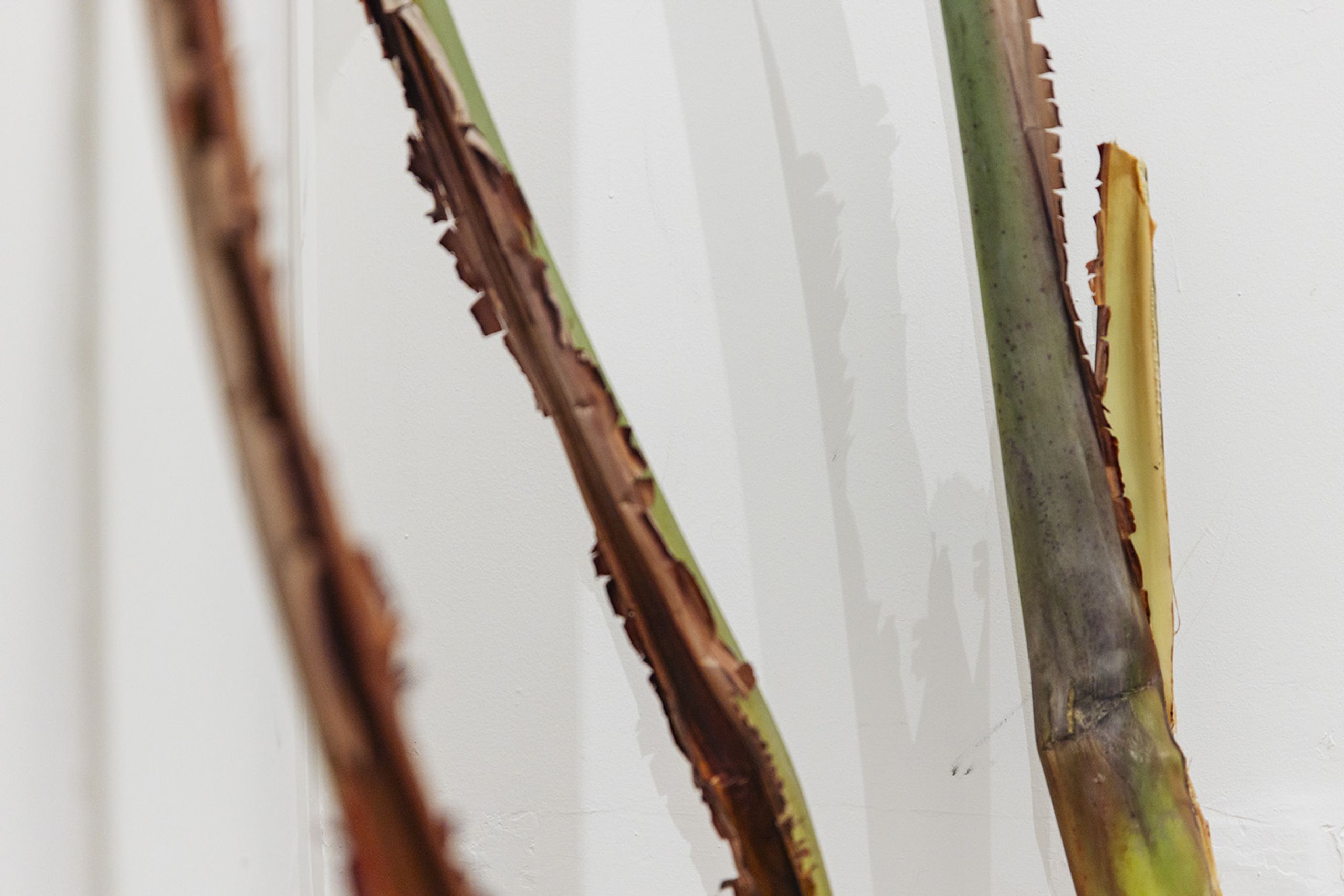 Art and Identity in the Caribbean