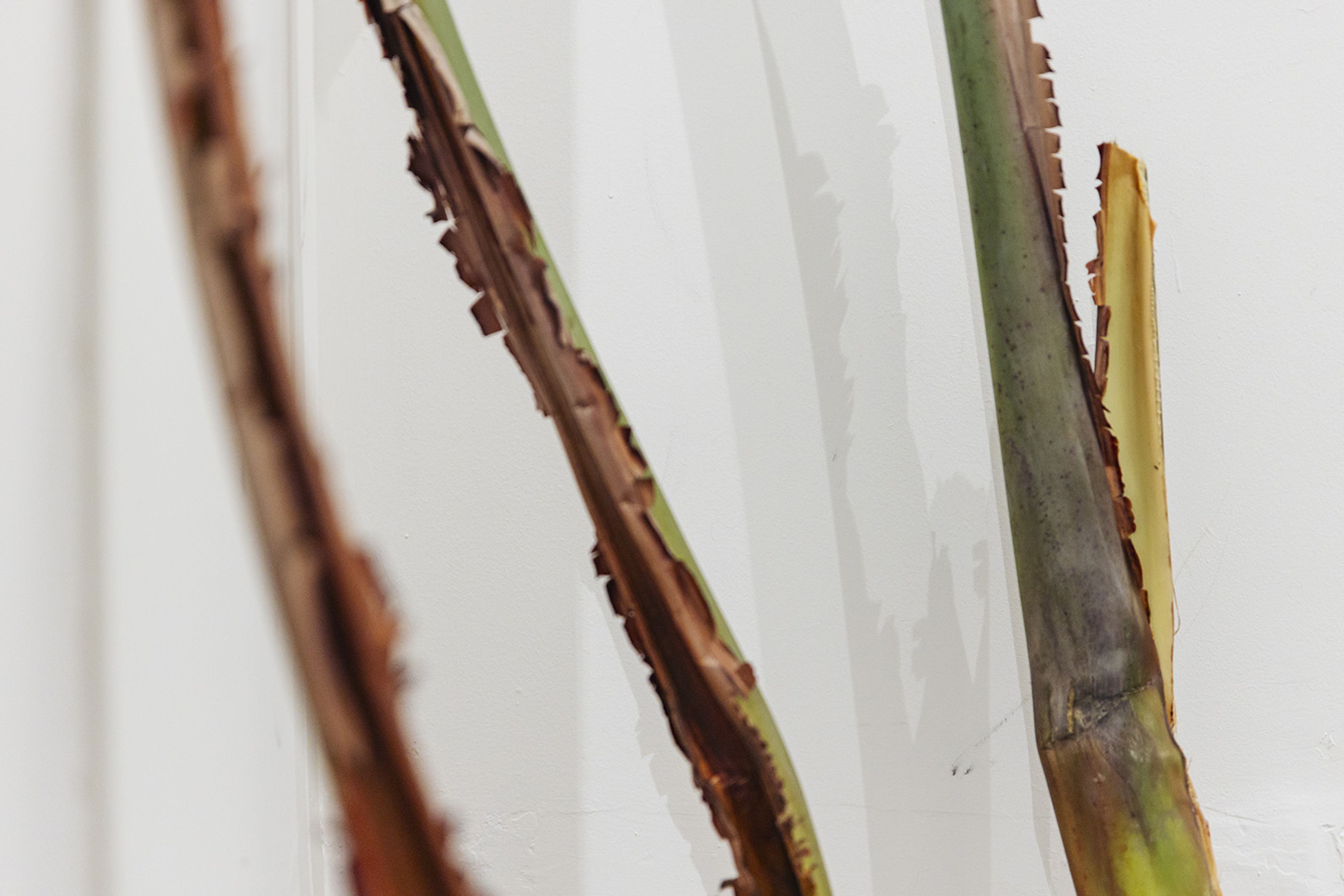 Art and Identity in the Caribbean