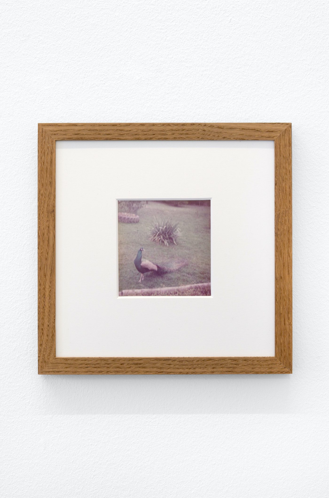 James Gregory Atkinson, Preußisches Liebesglück (Detail), 2021, wall paper, photography, peacock chair, audio piece, installation view ‘6 Friedberg-Chicago’, Dortmunder Kunstverein. Courtesy: the artist, Tyrown Vincent, Dortmunder Kunstverein. Photo: Jens Franke