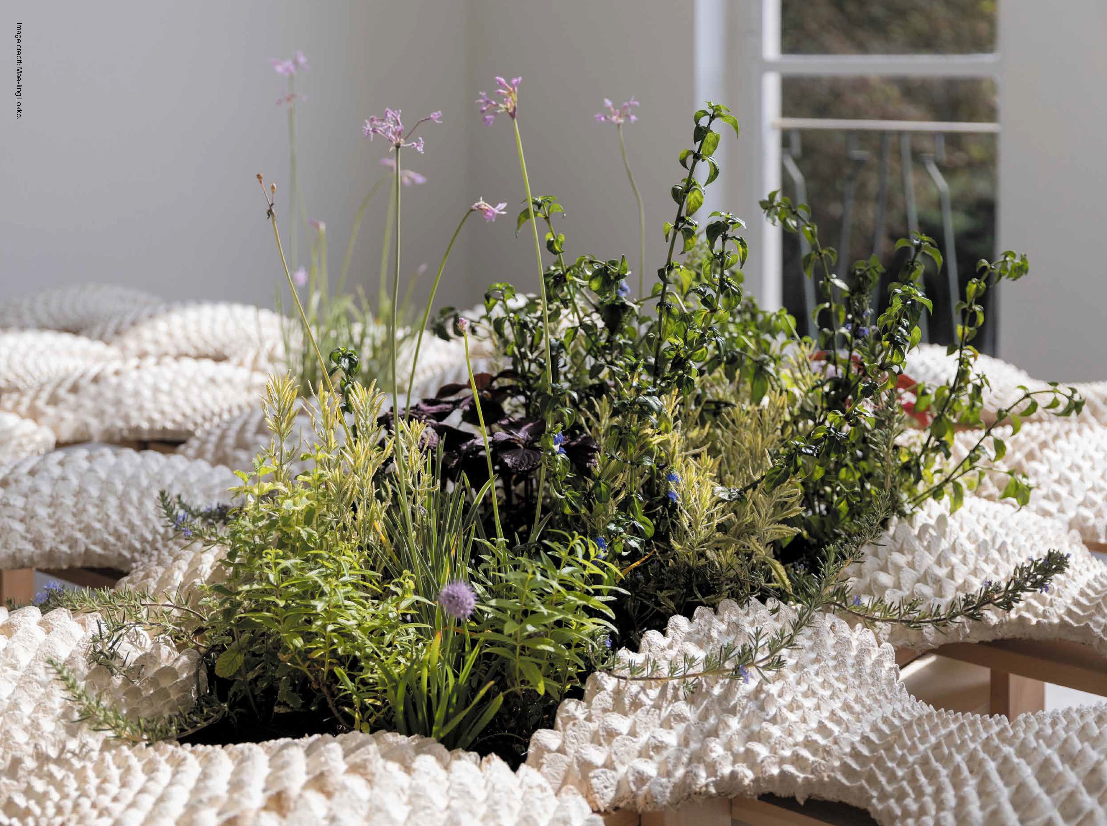 Ecologies: Image Issue