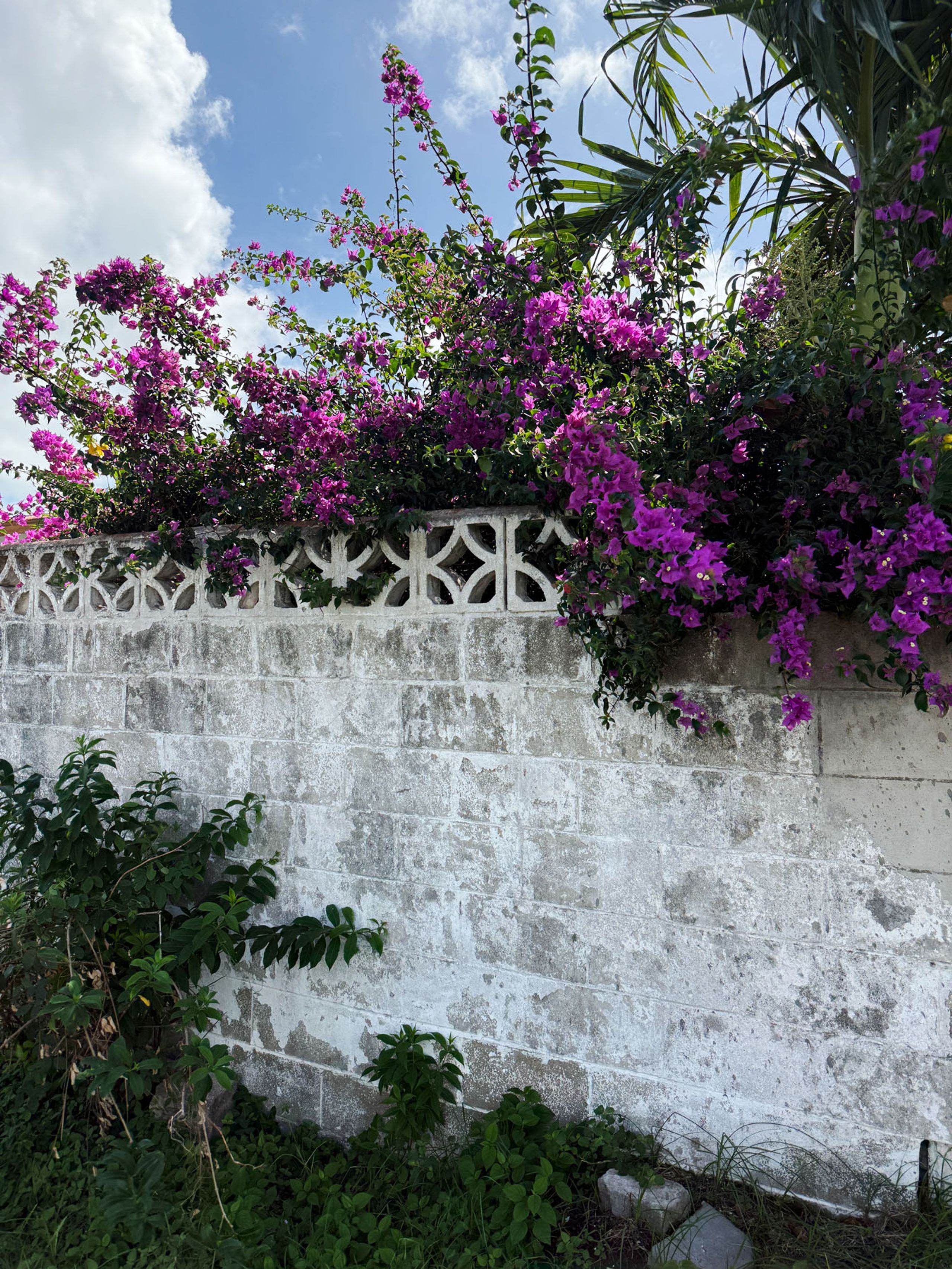 Weathered white wall with ornate top blocks, overflowing with vibrant purple bougainvillea flowers under a blue sky.