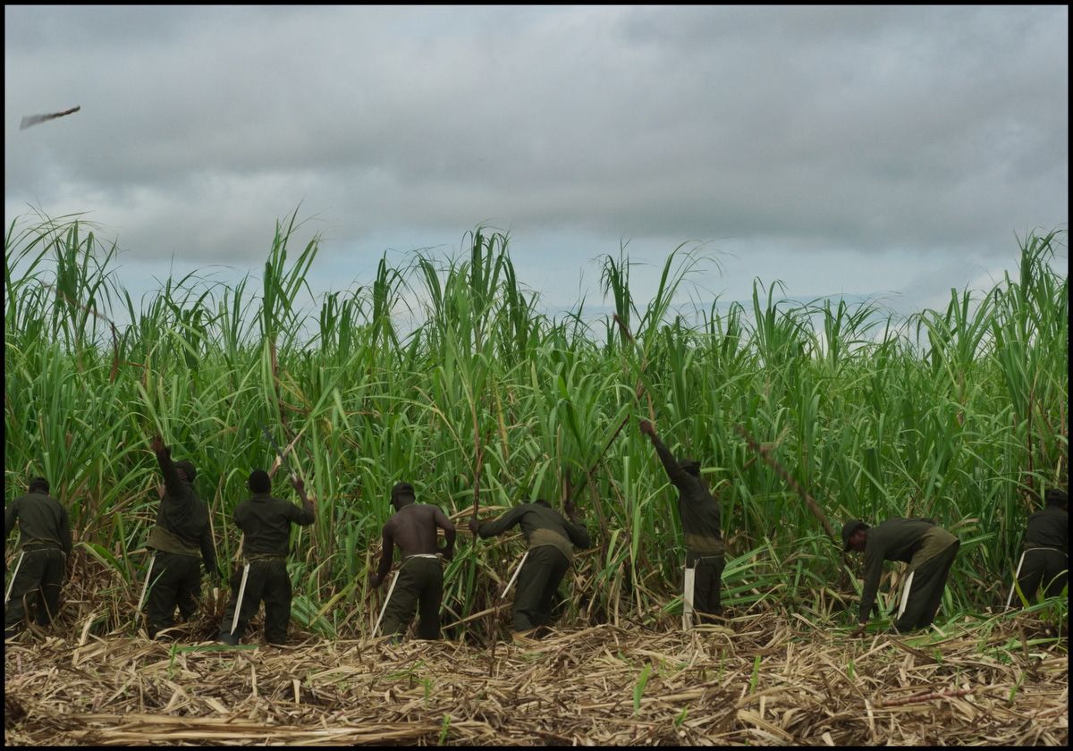 Workers harvesting sugarcane in a field under a cloudy sky.