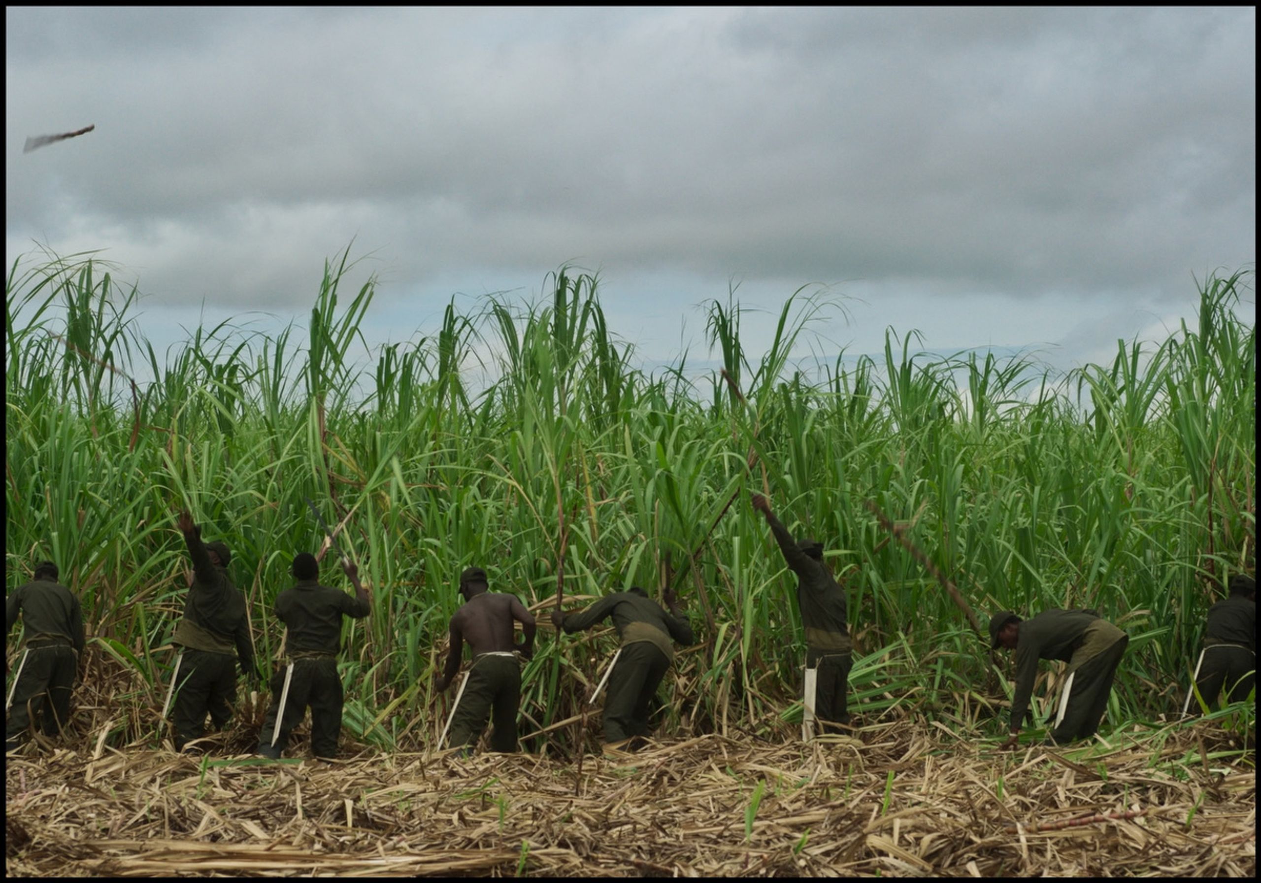 Workers harvesting sugarcane in a field under a cloudy sky.