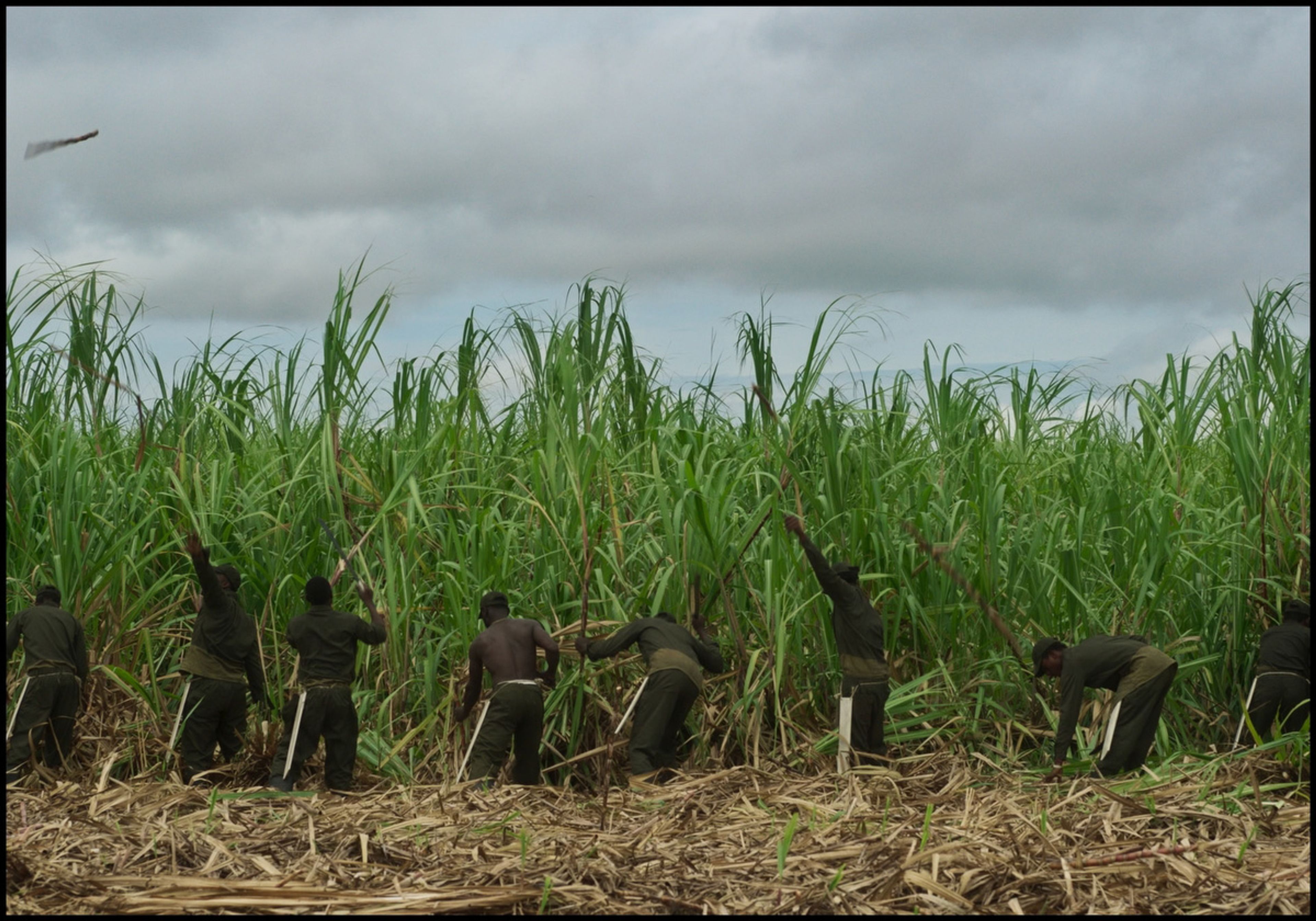 Workers harvesting sugarcane in a field under a cloudy sky.