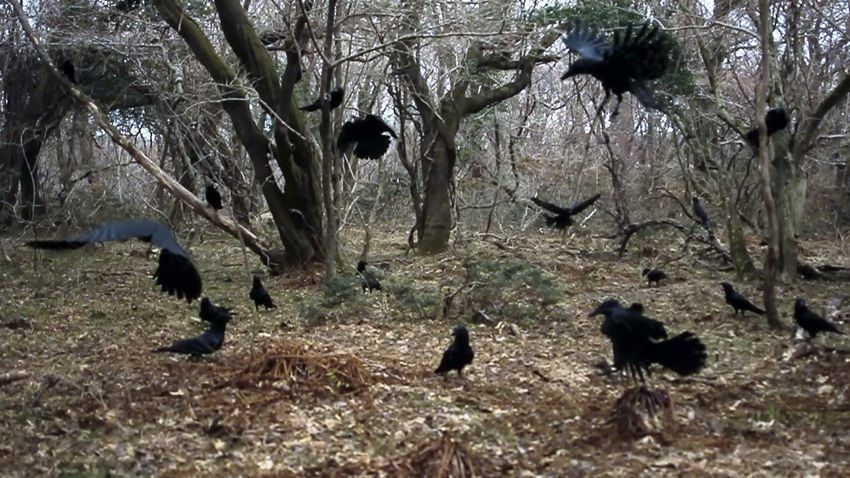 House of Memories : Queer and Postcolonial Approaches to the Past