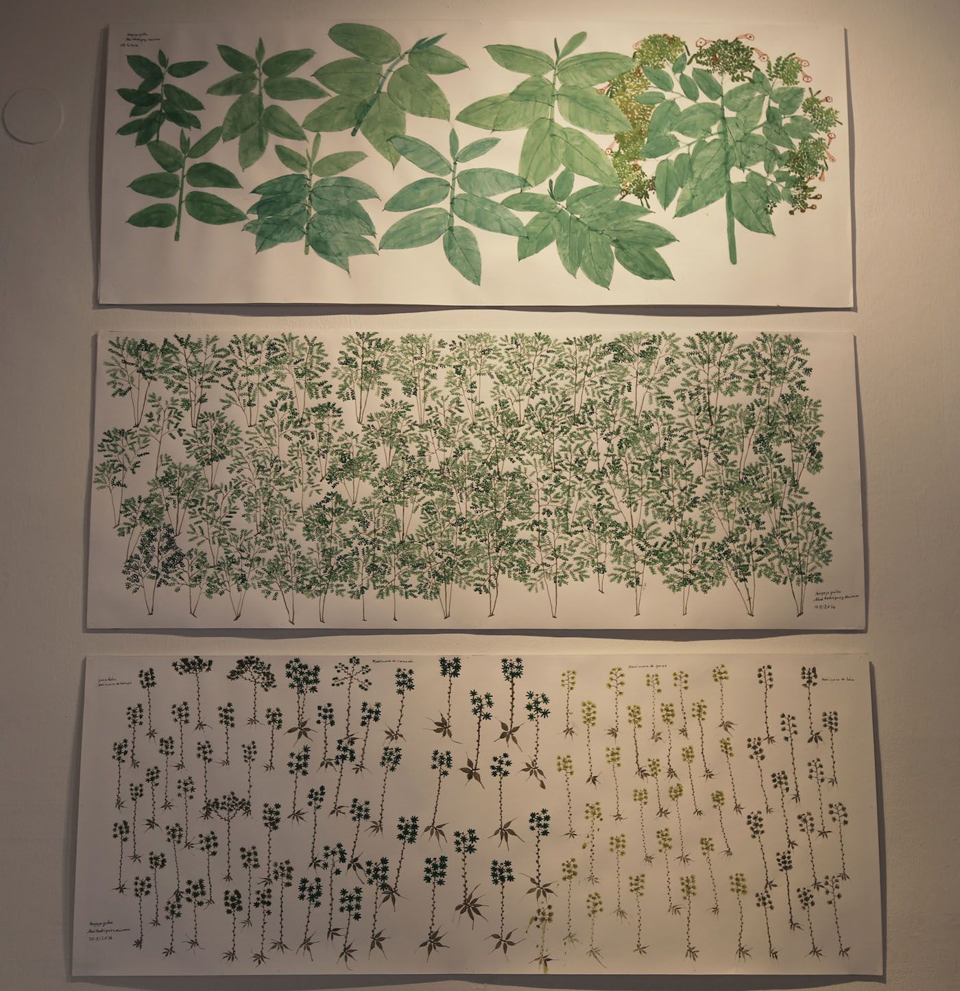 Abel Rodríguez, Tobacco, Coca, Yucca, 2014, drawings. Works commissioned and produced by the National University of Colombia in collaboration with the Tropenbos Foundation. Photo: Ana Luisa González.