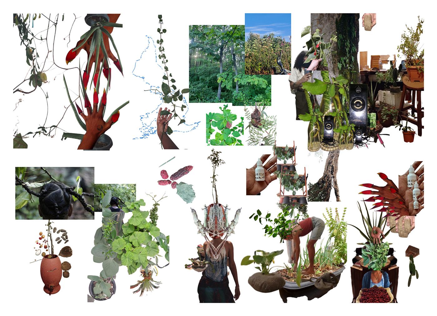 “weeds, succulents and carnivorous plants”, digital collage in collaboration with Yná Kabé, Romulo Barros, and Rodrigo D'Alcântara, a continuation of the 'anticolonial herbarium', during the TransWeb residency. Courtesy of the artist.