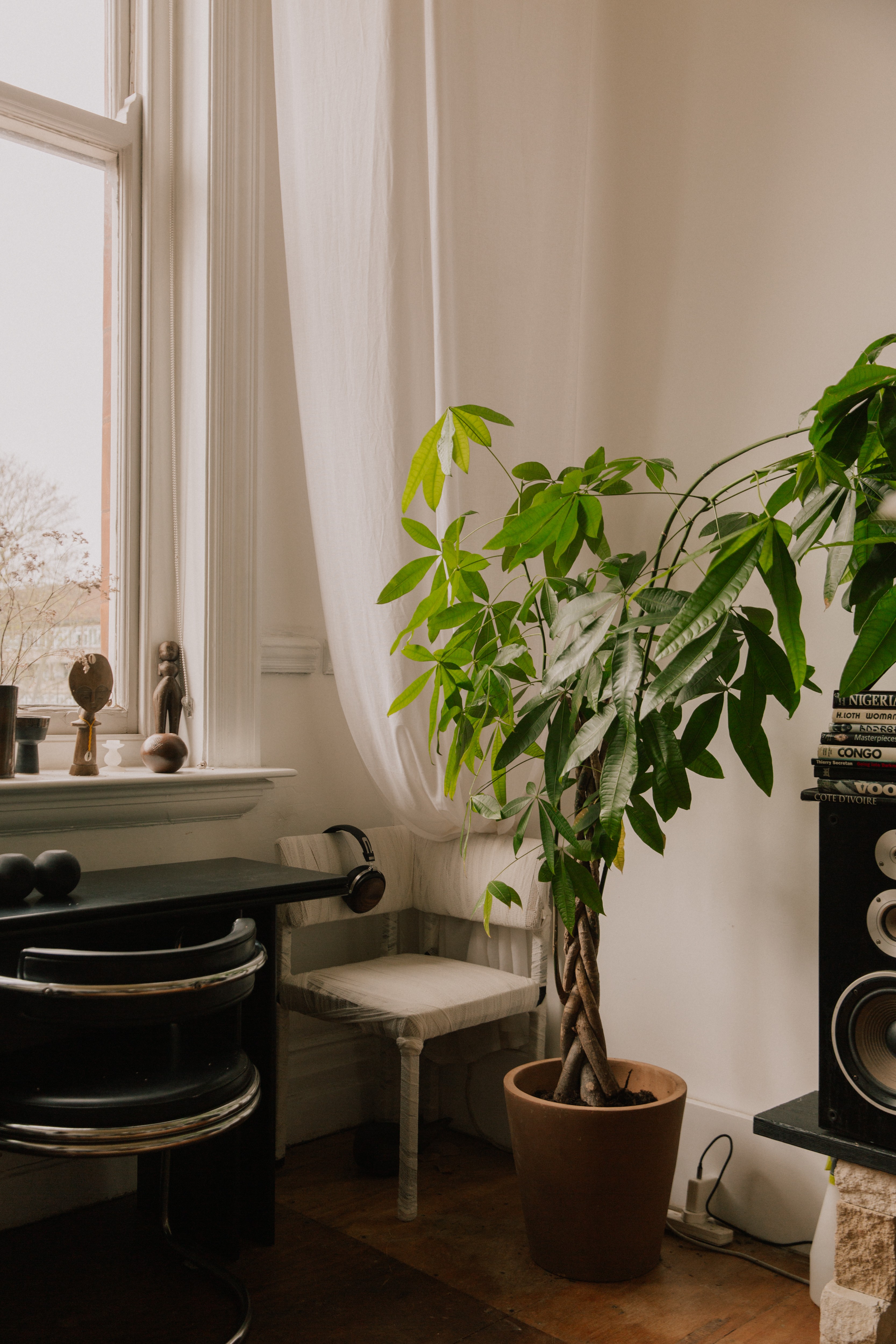 A room with a large braided money tree plant, a window with sheer curtains, a black desk, and a stereo speaker with books.
