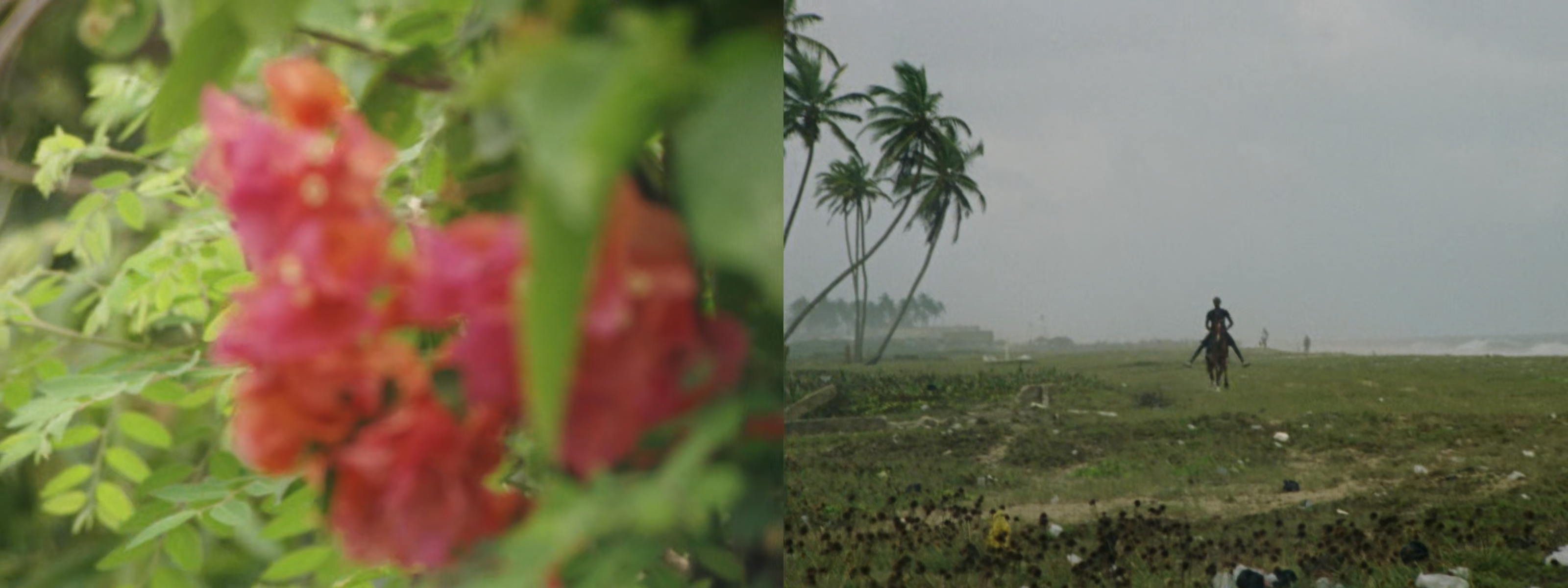 A diptych showing blurry pink flowers and green leaves on the left, and a hazy coastal landscape with palm trees and a person on horseback on the right.