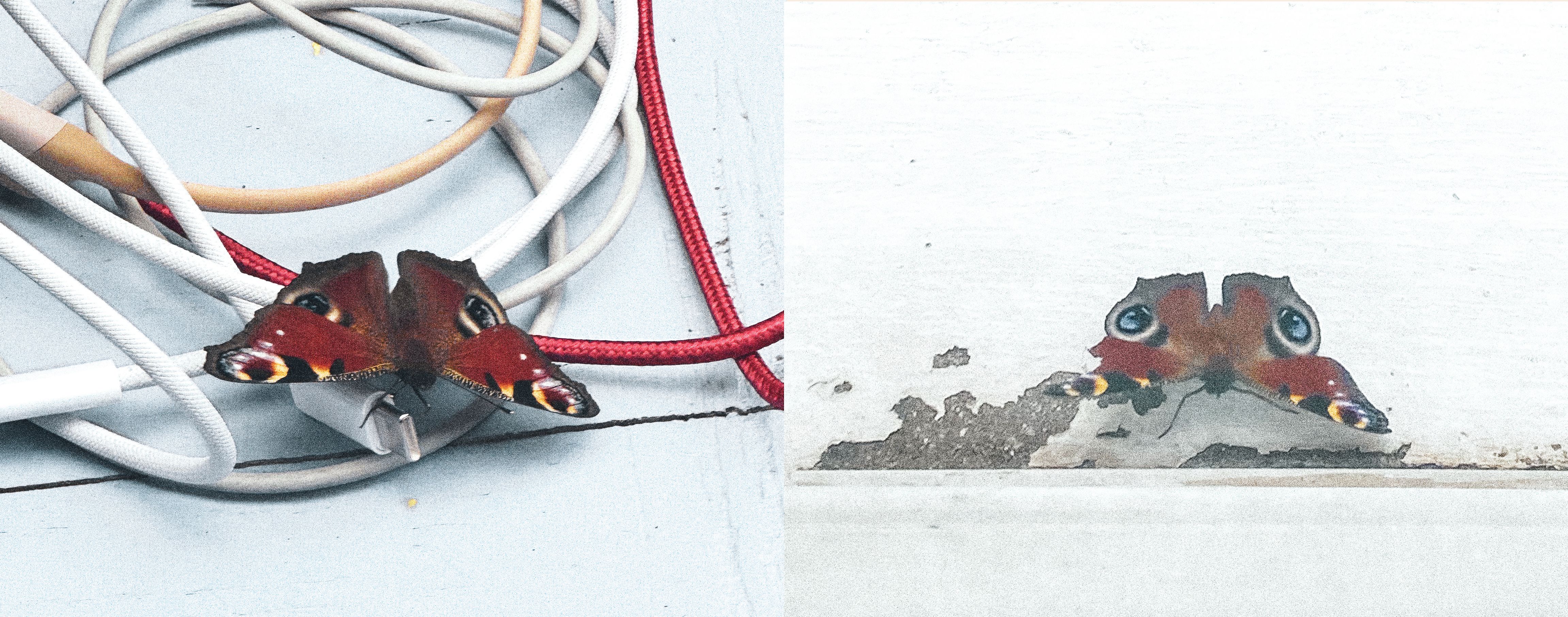 Diptych: Peacock butterfly wings on a charging cable, and then positioned in peeling paint to resemble a face.