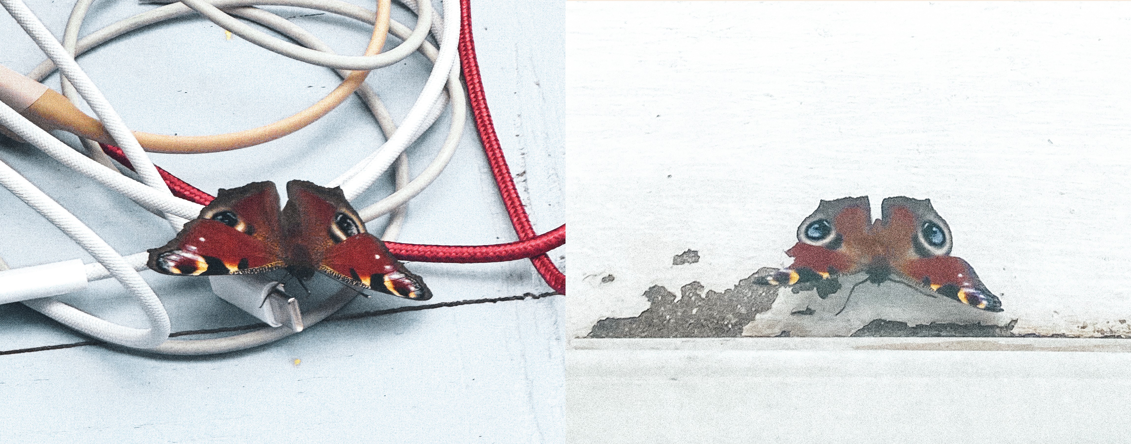 Diptych: Peacock butterfly wings on a charging cable, and then positioned in peeling paint to resemble a face.