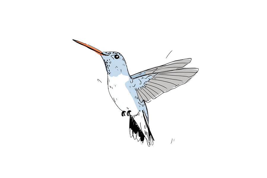 Hummingbird
