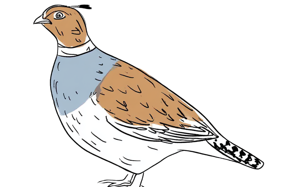 Profile brown quail