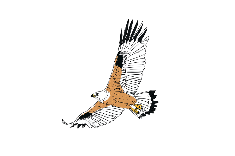 Soaring brown eagle