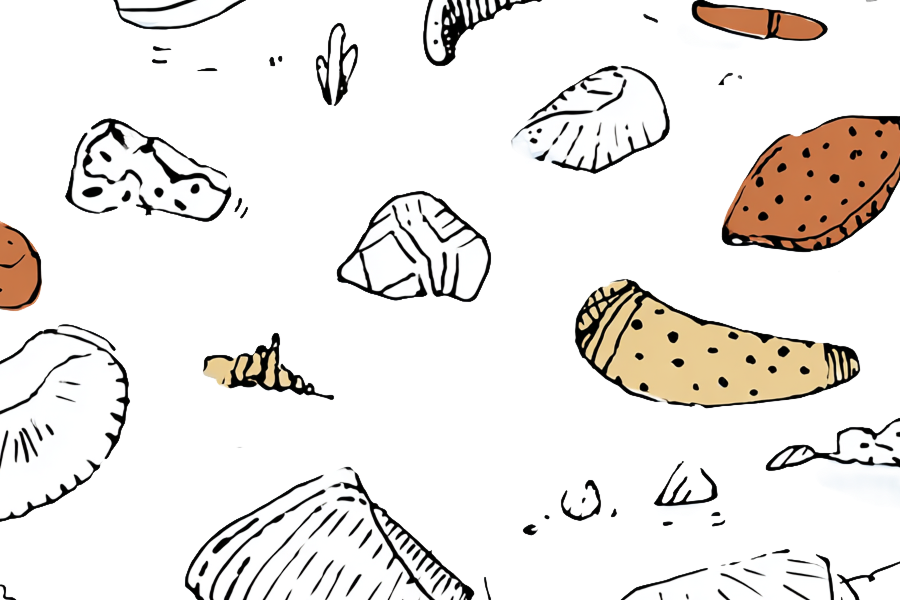 Sketch of rocks and shells