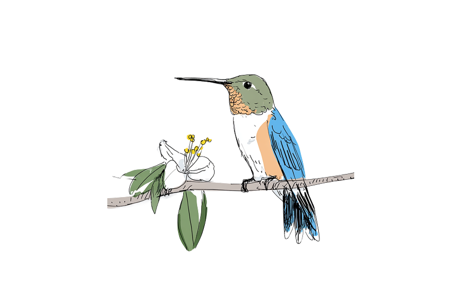 Sketch of Blue and green hummingbird perched on branch + magnolia flower