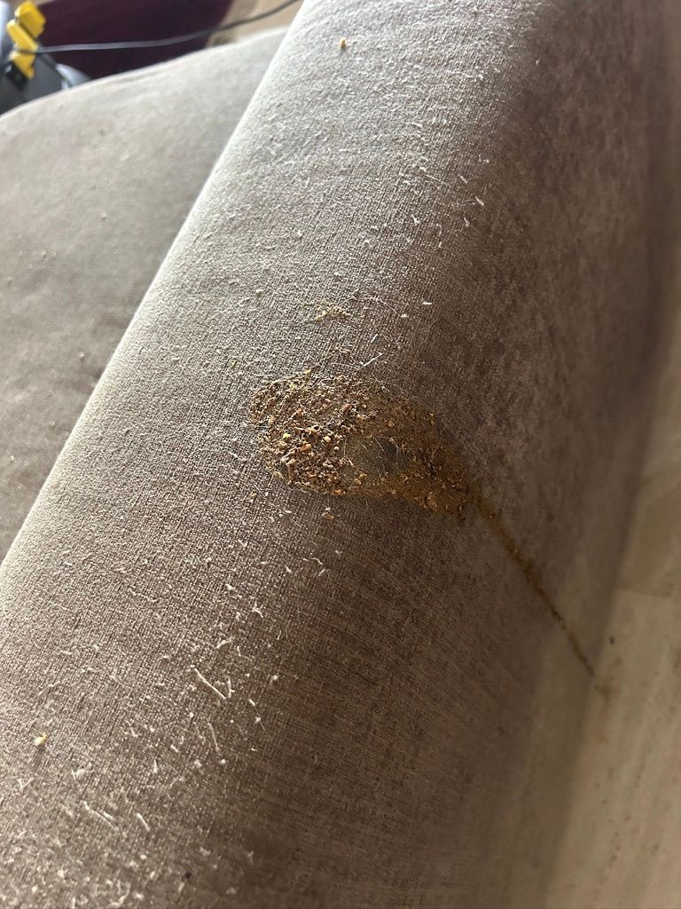 cat vomit on sofa