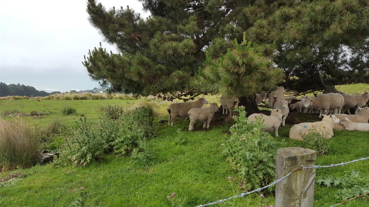 A mob of sheep congregate underneath a pine tree in a green paddock.
