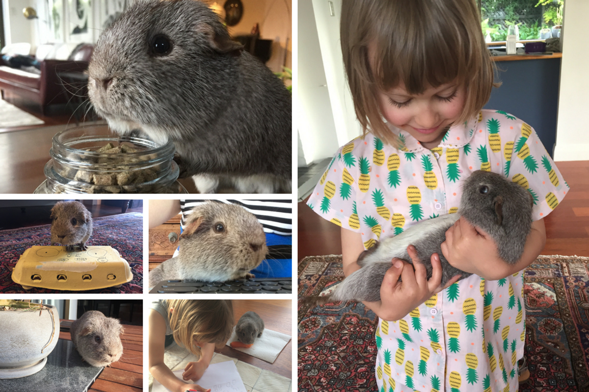 Montage of guinea pig Wombat with child owner