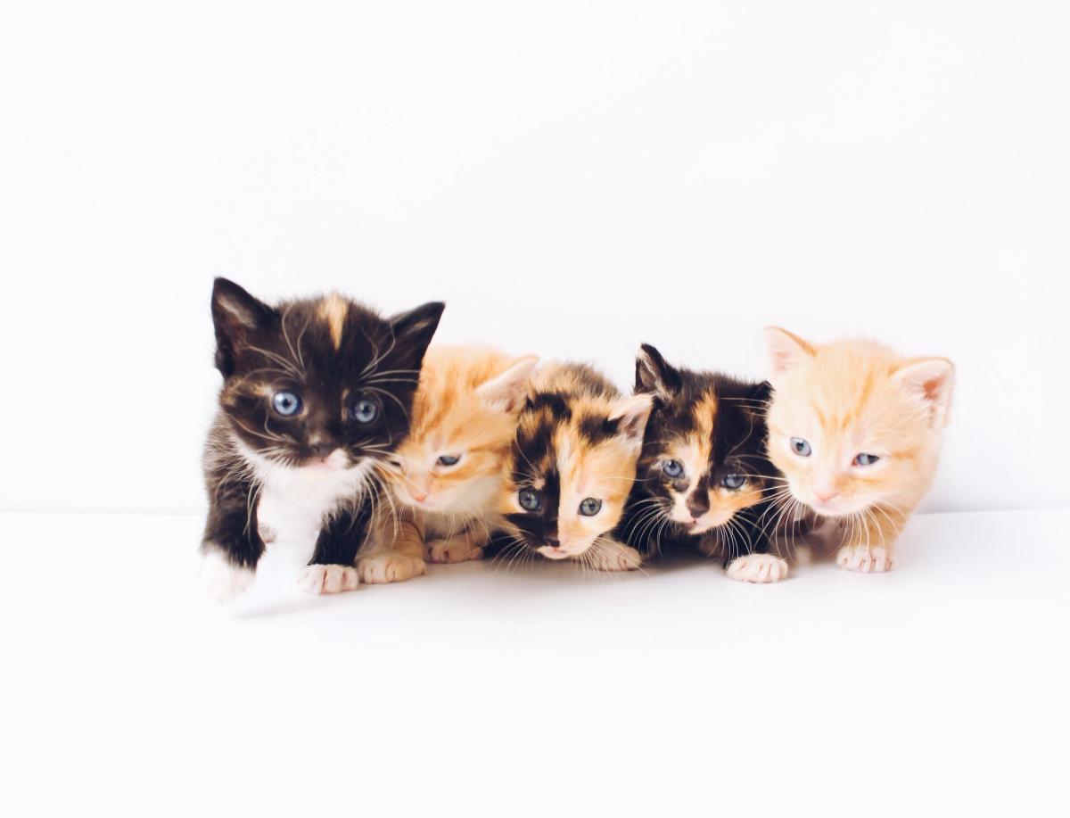 the lucky neko JYhw8TtoxTg unsplash