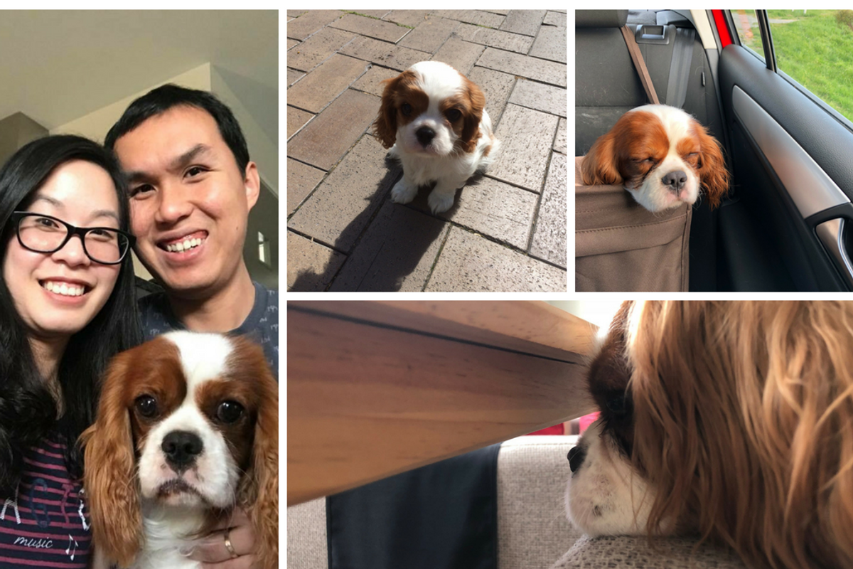 Montage of Alfie the spaniel: street, car, chair