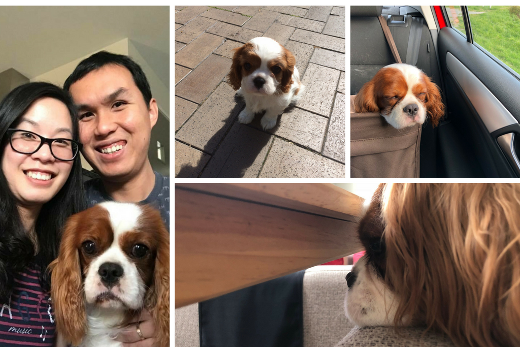 Montage of Alfie the spaniel: street, car, chair