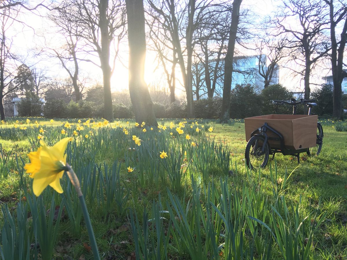 Park with daffodils, trees and bike on grass