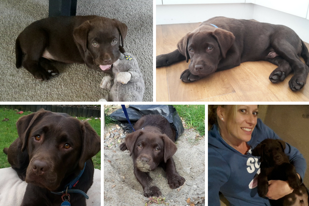 Montage of Ranger the Labrador at various ages
