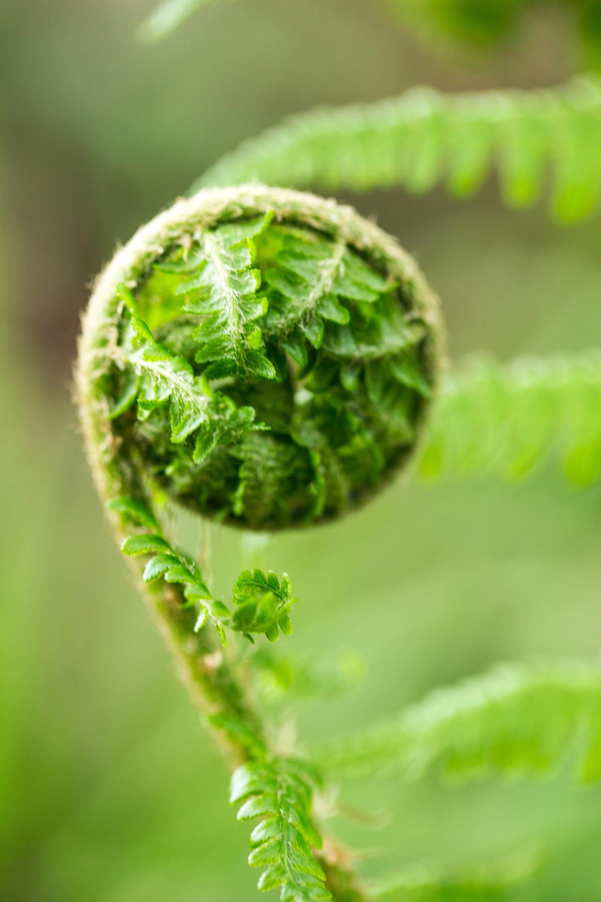 A close up of a fern leaf