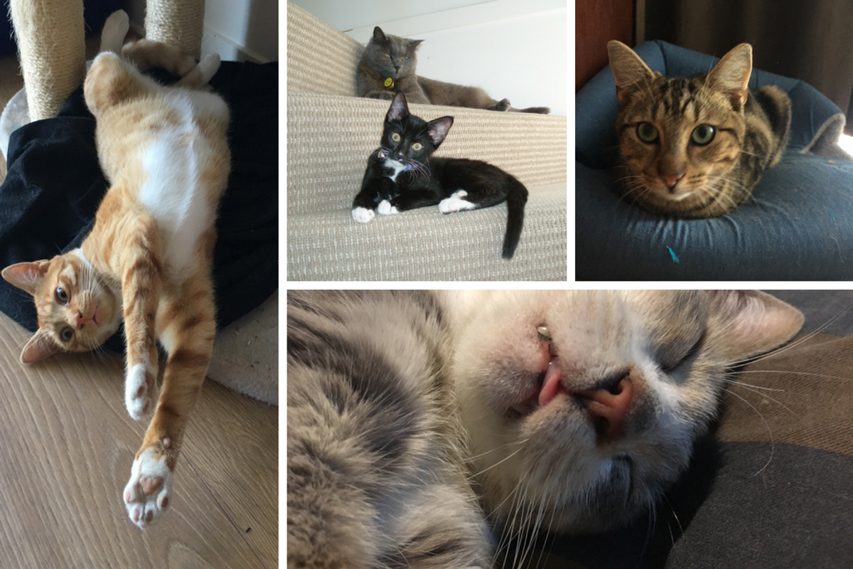 4 cat photos: stretched, stairs, loafing, back down