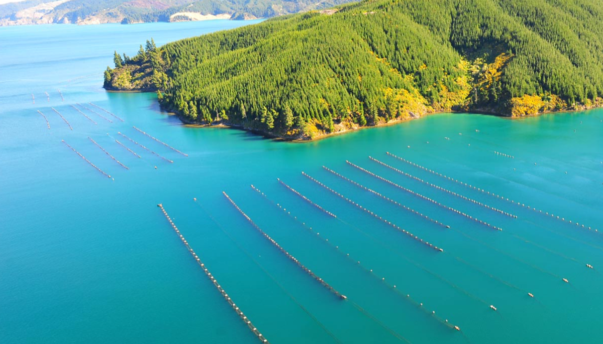 Aerial view of mussel farms in the Marlborough Sounds