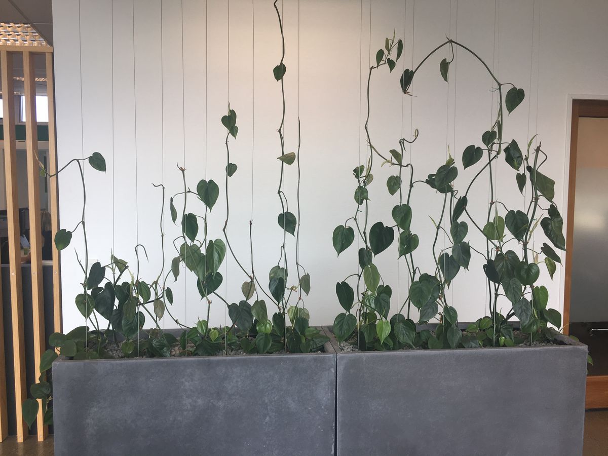 Two grey rectangular planter boxes containing vines which climb cables attached to the ceiling.