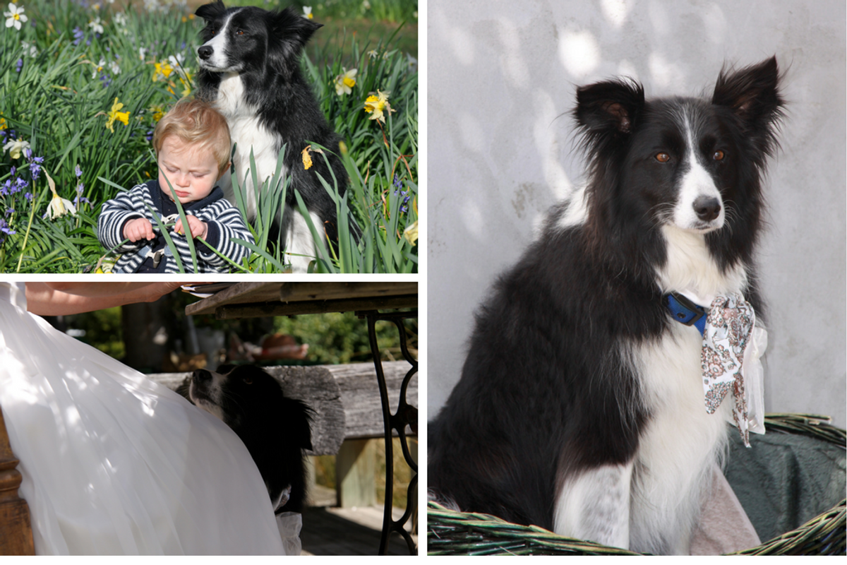 3 Matisse dog photos: daffodils, wedding, basket