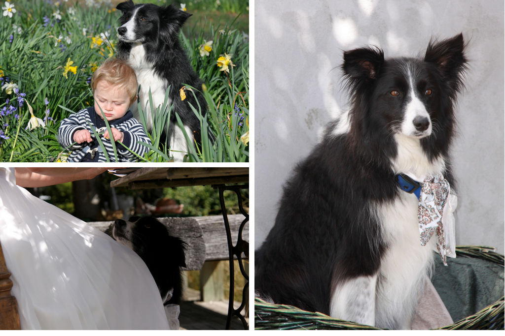 3 Matisse dog photos: daffodils, wedding, basket