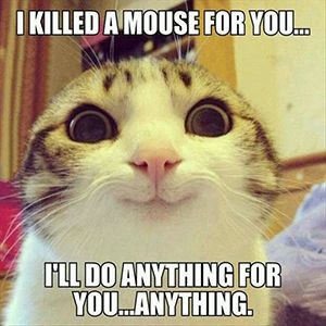 Meme of cat smiling: “I killed a mouse for you...”