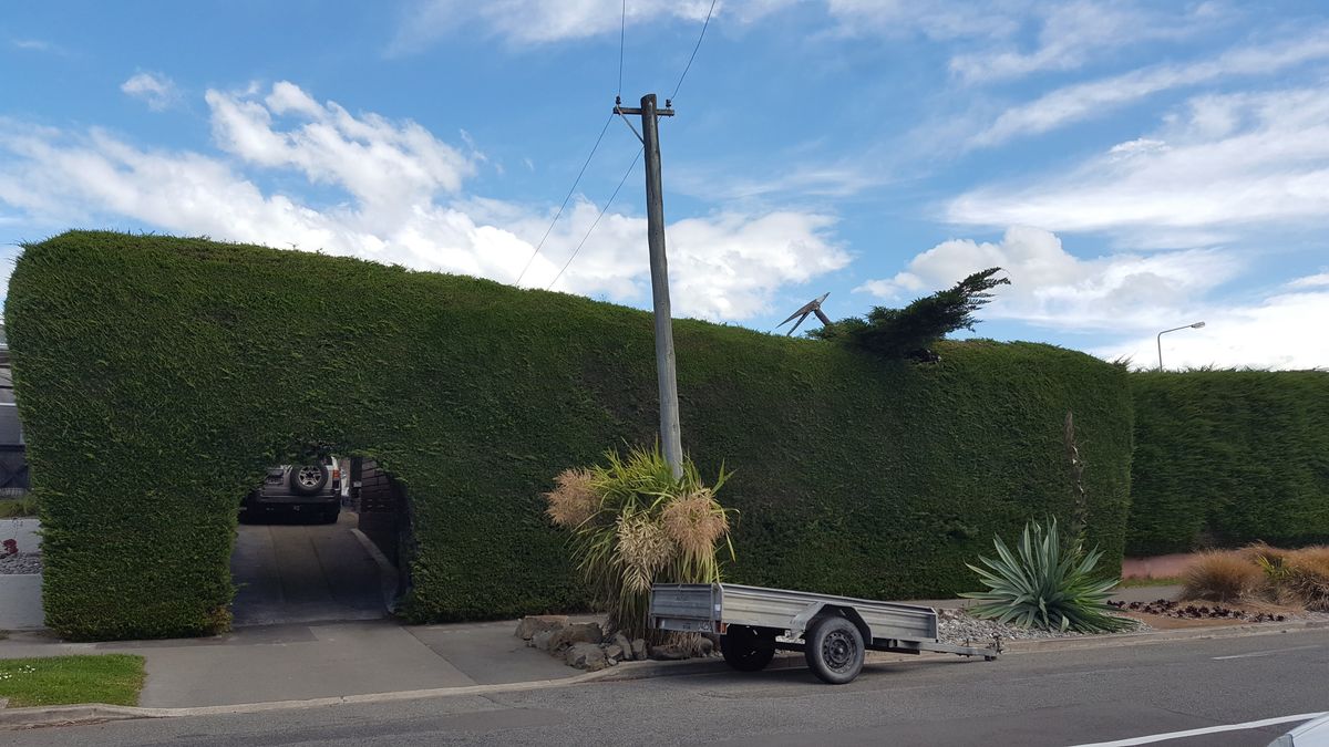 Neatly trimmed hedge