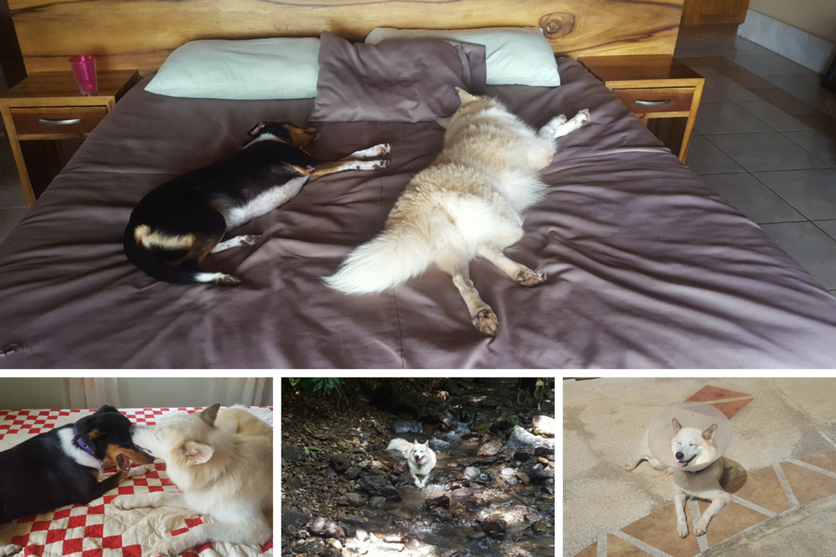 2 dogs: bed, stream, patio, all lying down