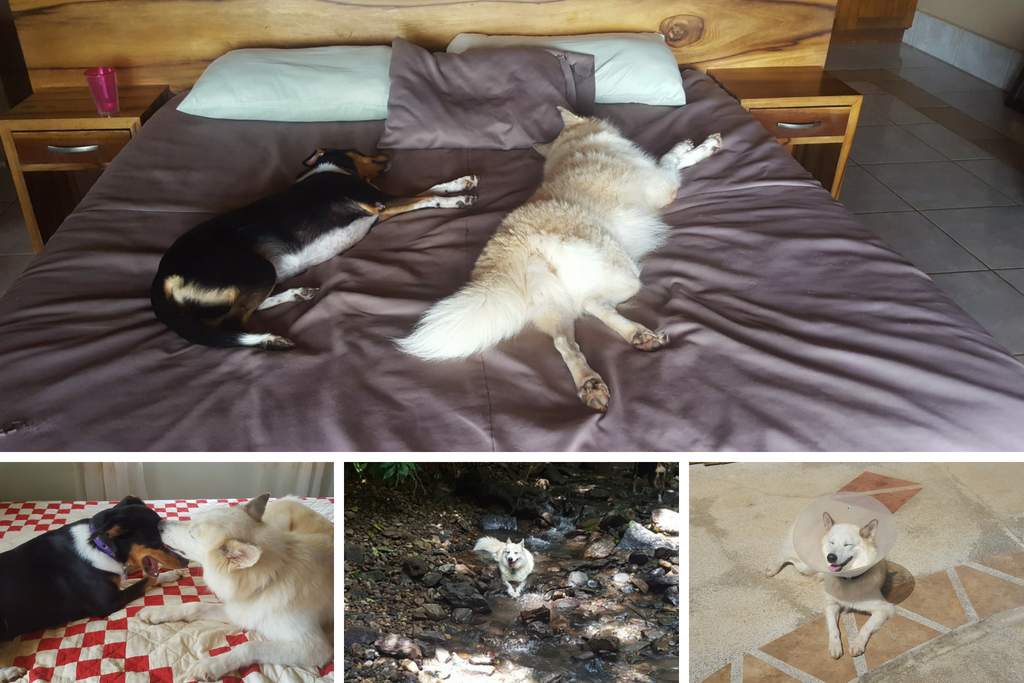 2 dogs: bed, stream, patio, all lying down