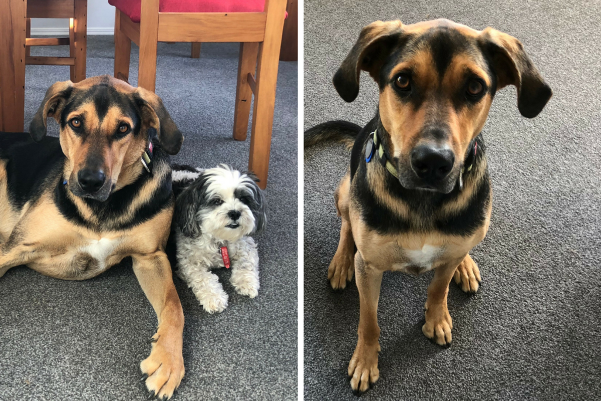 Left - a sheepdog, Max and a small dog, Poppy; right - Max