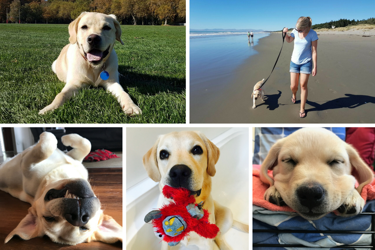 Spyro the Labrador on beach and floor in various poses