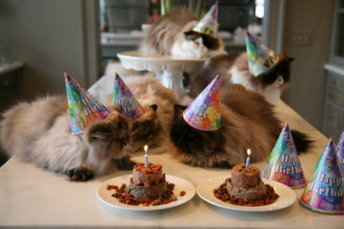 Table with 5 cats and lit cat-food cakes
