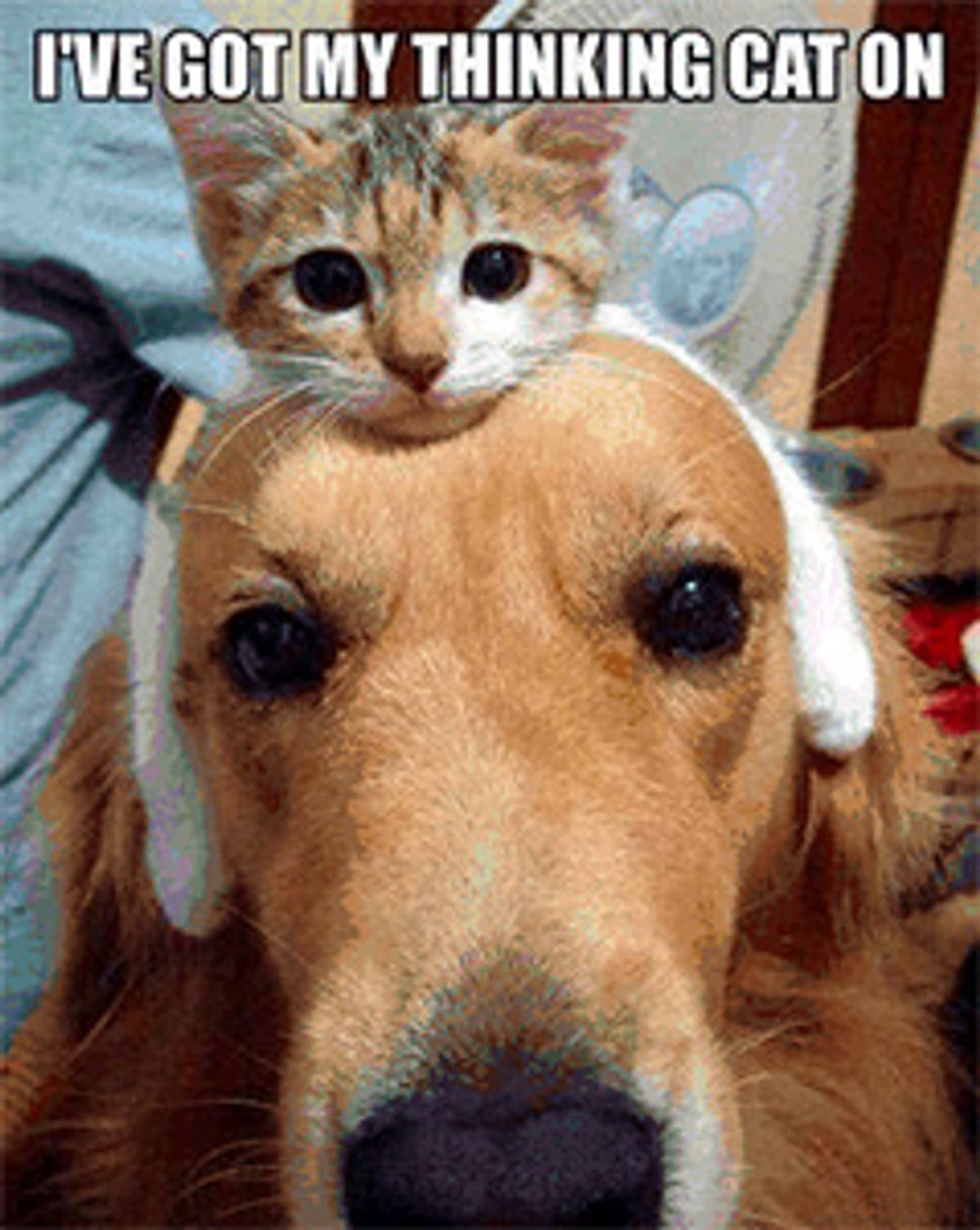 Meme of kitten draped over dog's head: “Thinking cat on”