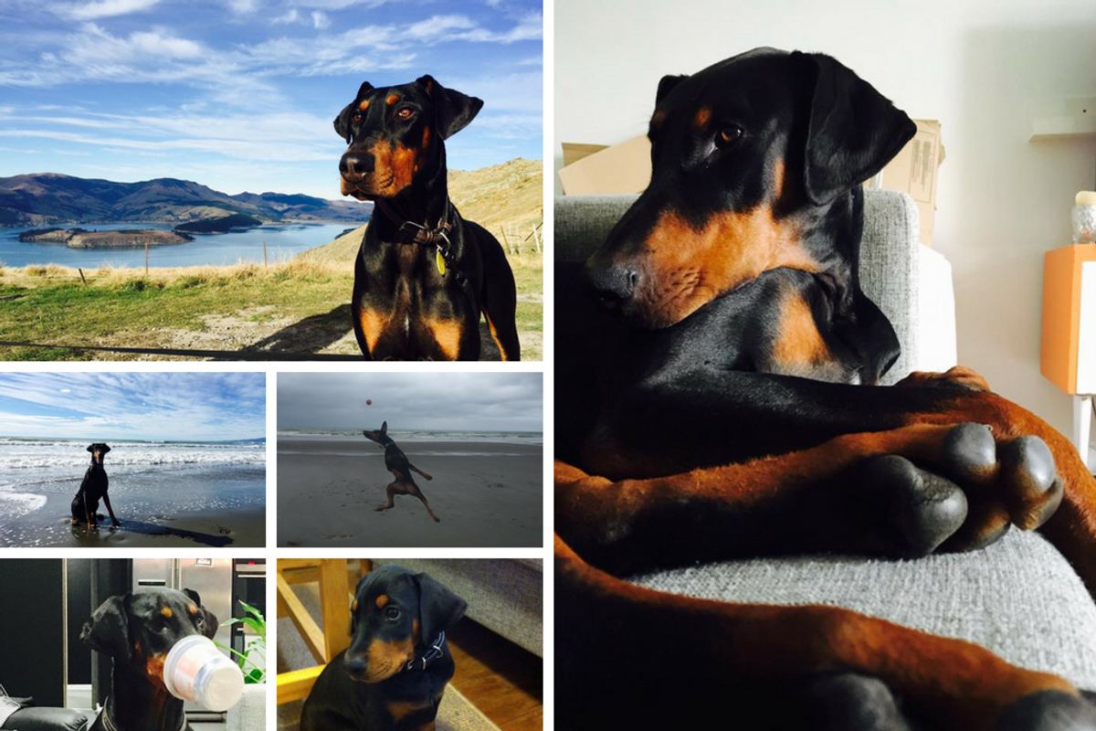 Kevin the doberman: hill, bed, cup, beach ball