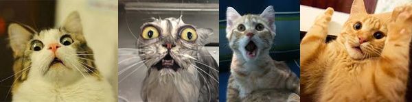 4 images of cats in a row, all have wide eyes and a surprised or fearful look