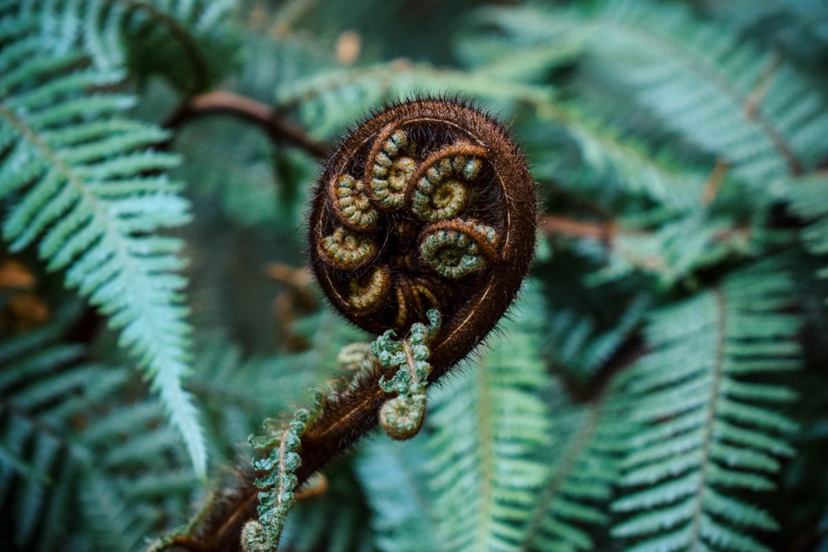 Fern frond unfurling