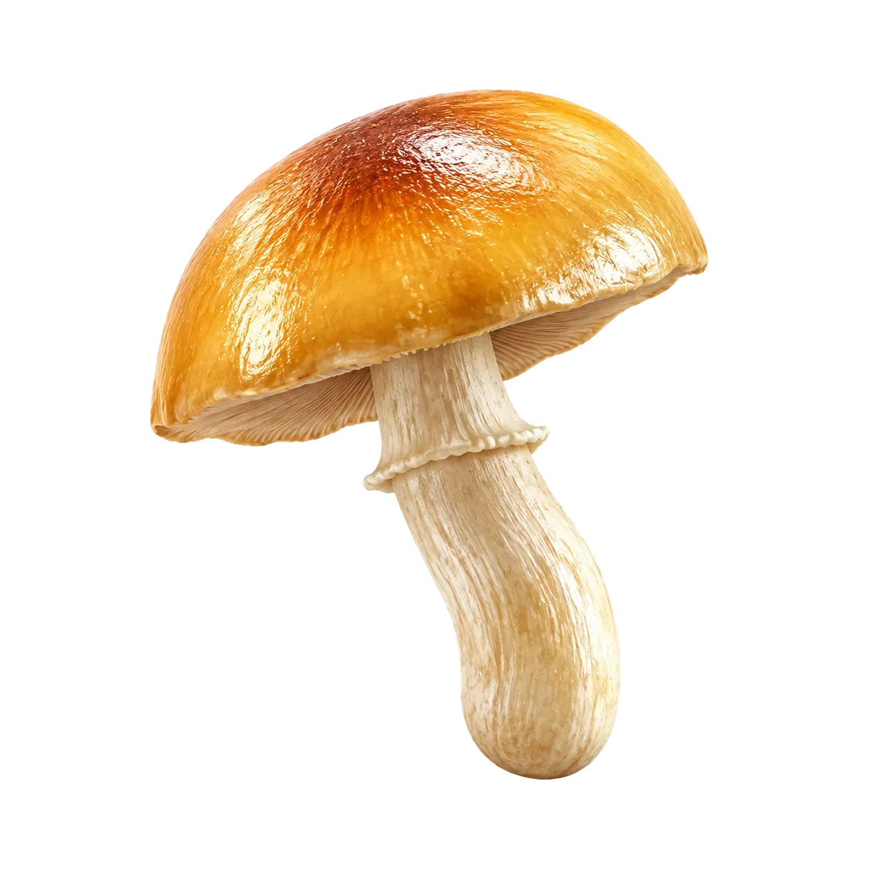 Golden Teacher
