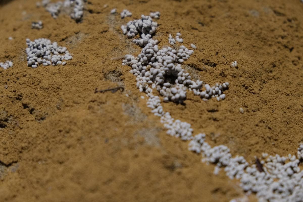 While The Soil Slumbers | Linh San — 4